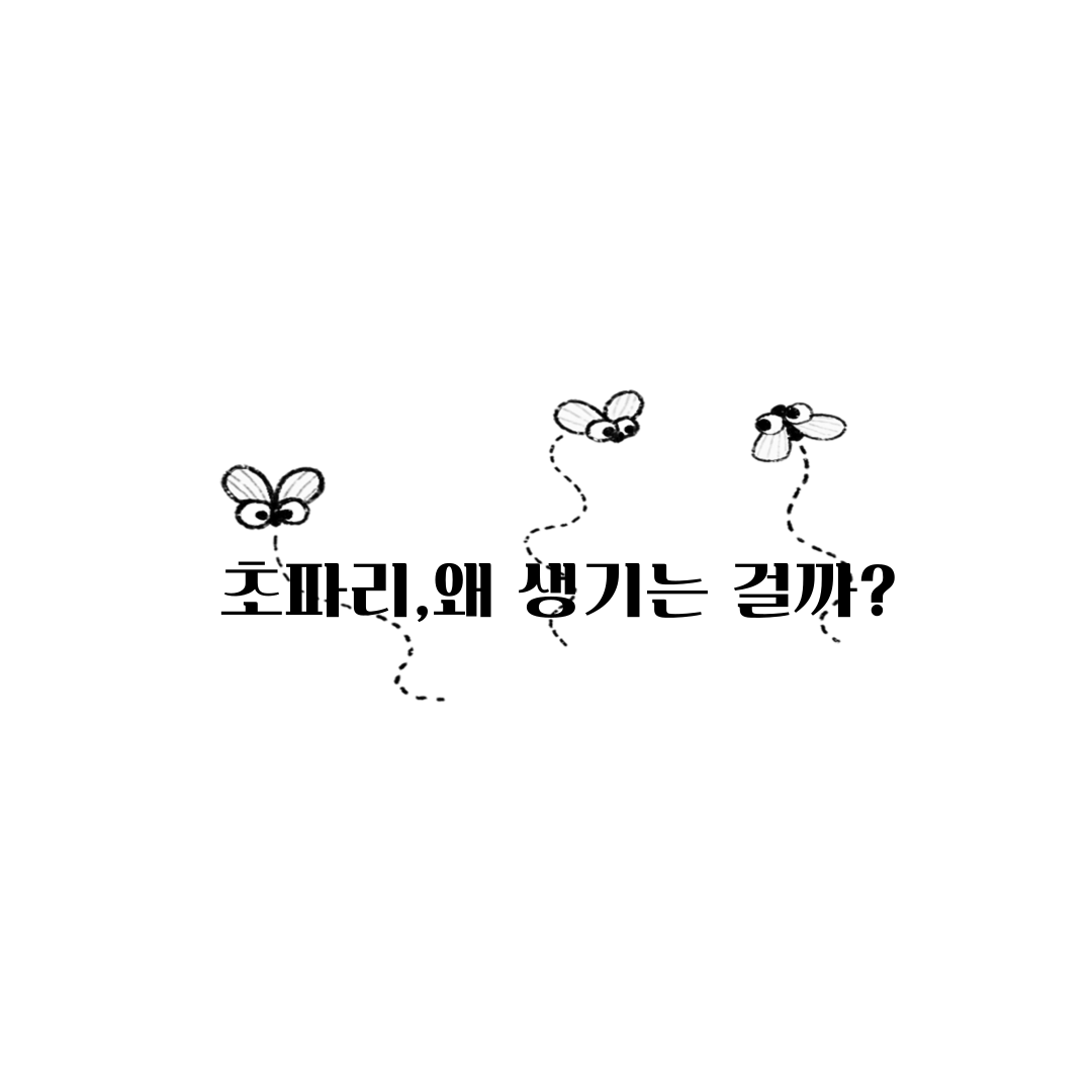 초파리